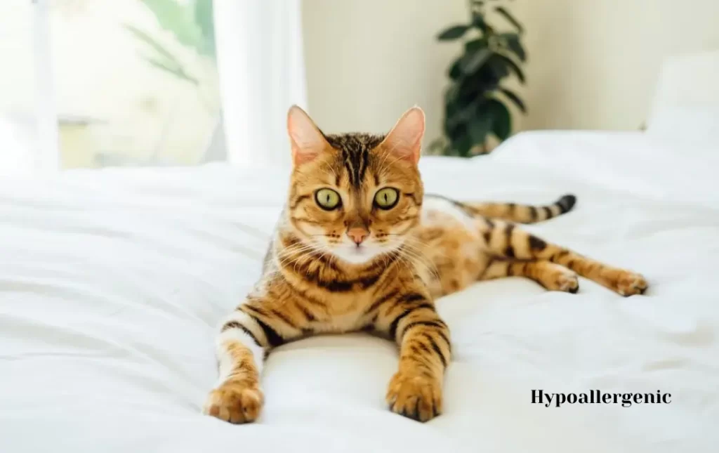Allergies and Bengal Cats
