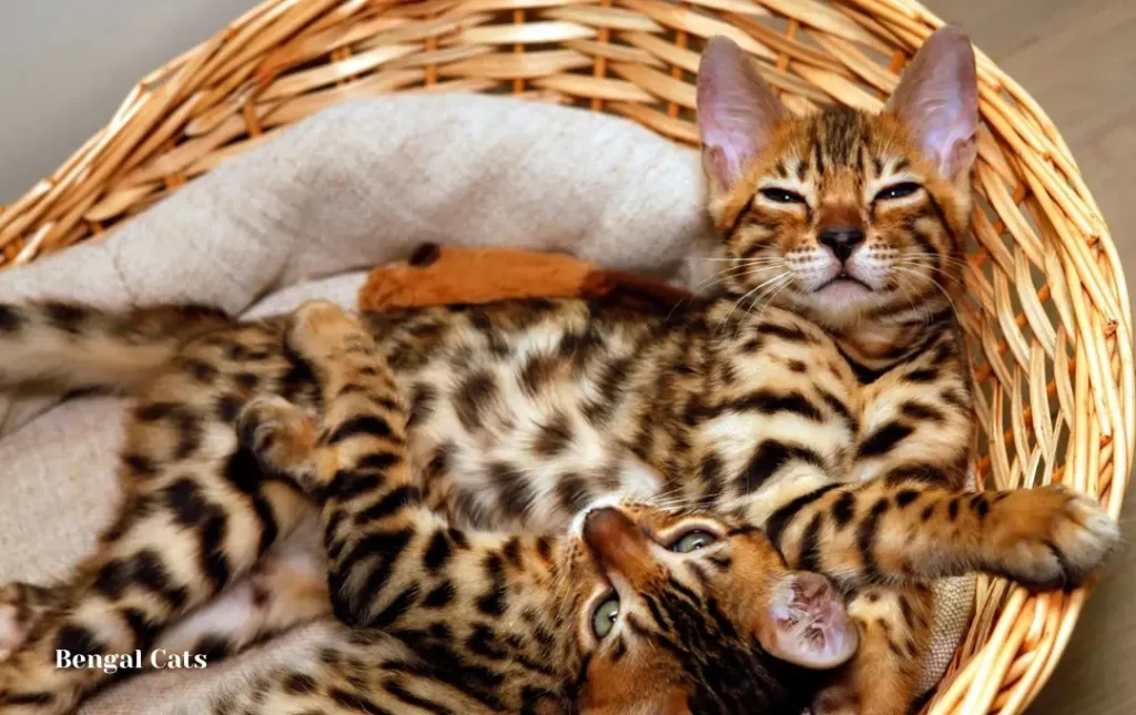  The Appeal of Bengal Cats