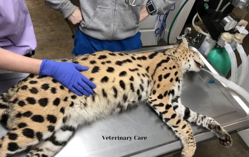 Bengal and Savannah Cat Veterinary Care