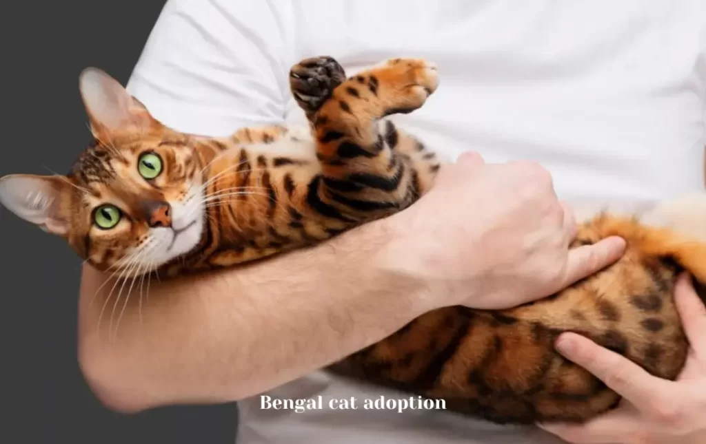 Bengal cat adoption