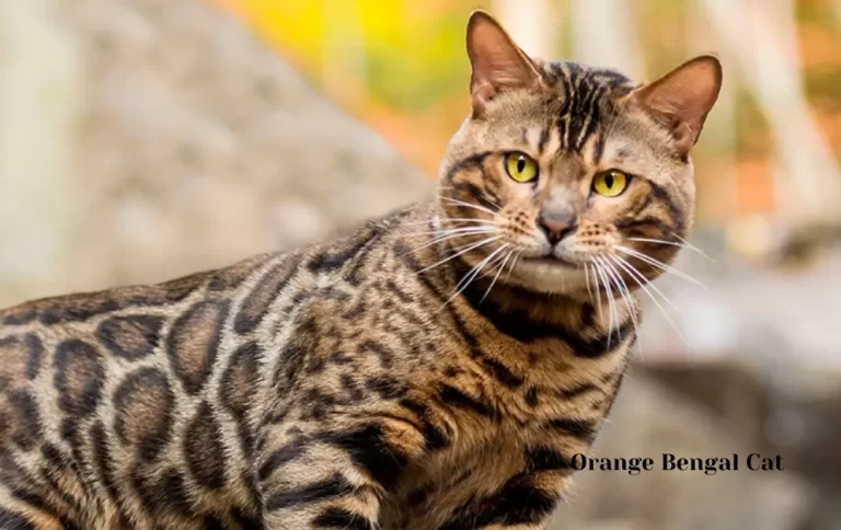 Competitive Orange Bengal Cat Price | How Much Does a Bengal Cat Cost? (2023 Price Guide)
