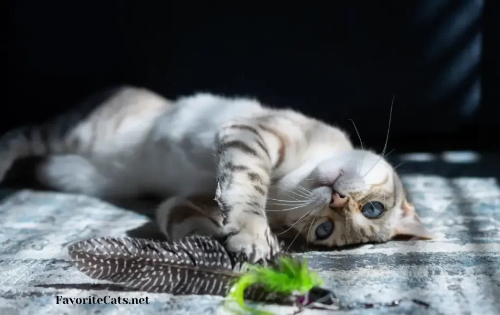 Financial Planning for Bengal Cat Ownership