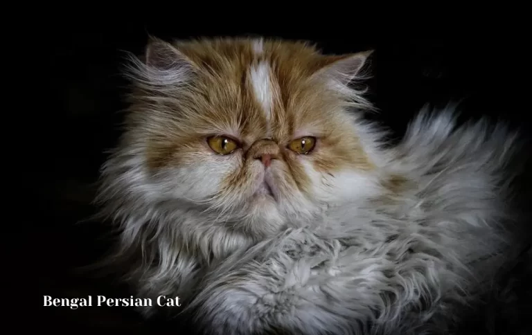 Economical Bengal Persian Cat Price | Bengal Persian Cat Facts: History, Personality, and Care 2023