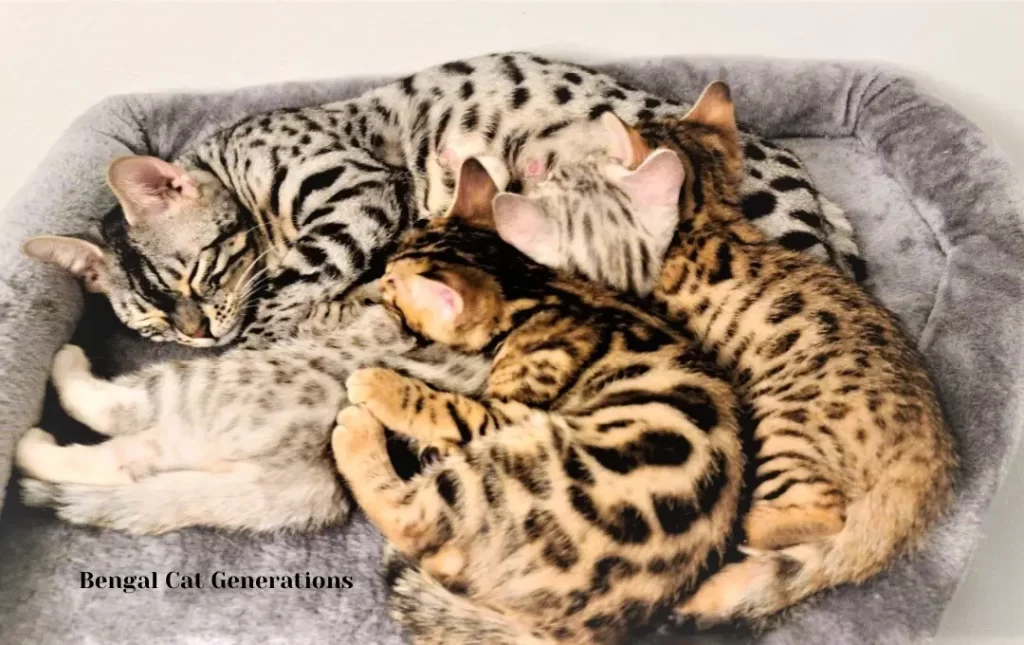 How F5 Bengals Differ from Other Generations