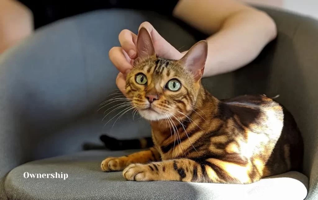 Ongoing Costs of Bengal Cat Ownership