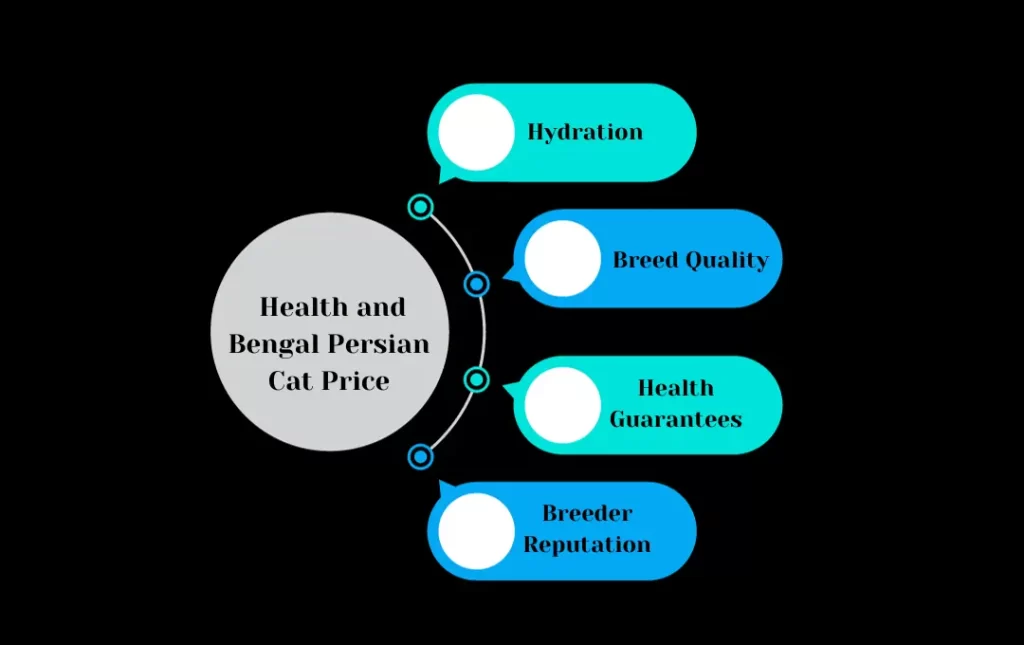 Health and Bengal Persian Cat Price