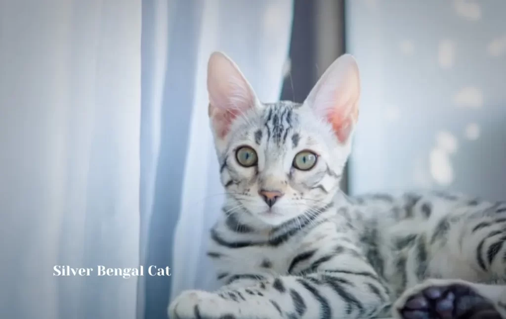  A Quick Overview of Bengal Cats   