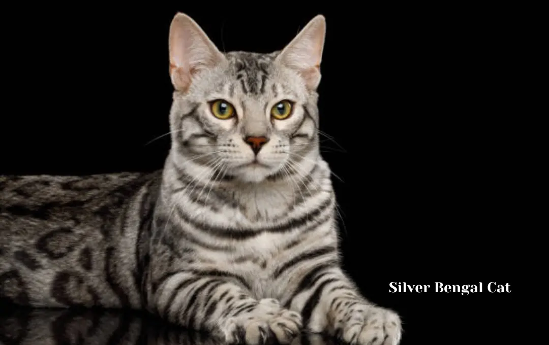 Silver Bengal Cat Price UK