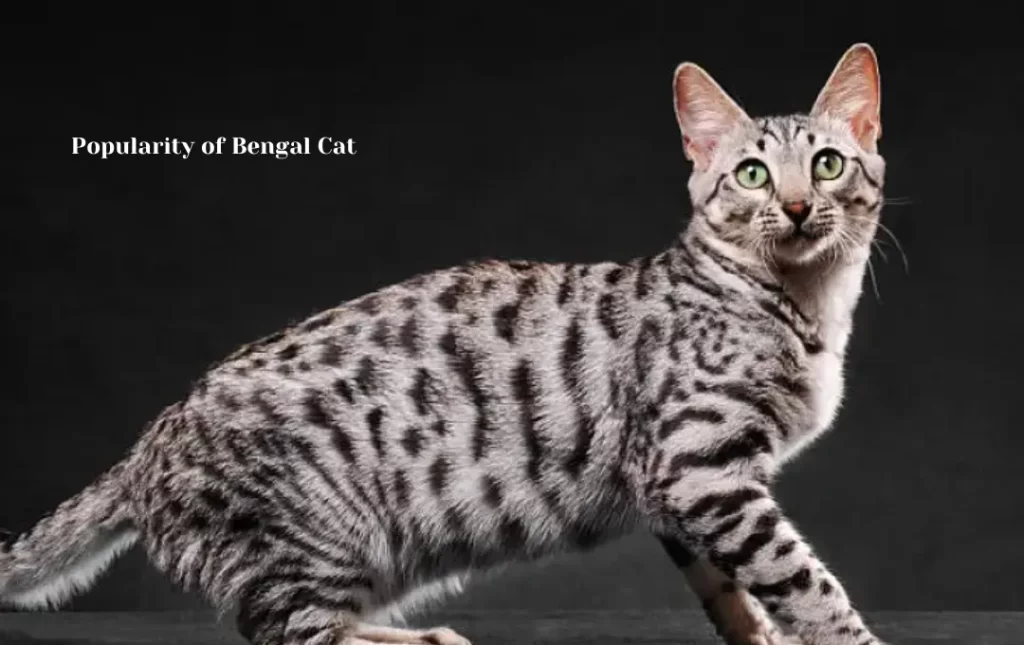 Popularity of Bengal Cats in Texas