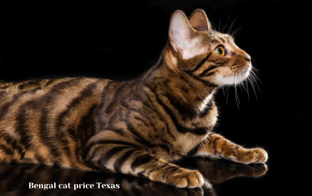 Bengal cat price Texas