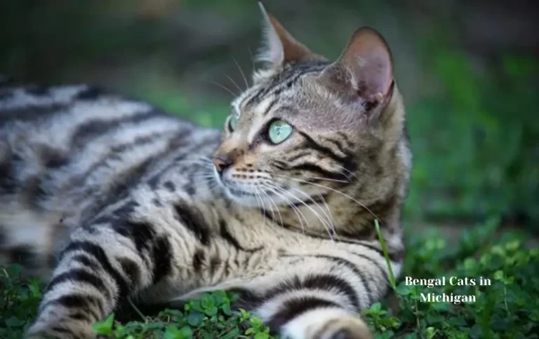 Inexpensive Bengal Cat Price Michigan | Bengal Cat and Kittens in Michigan 2023