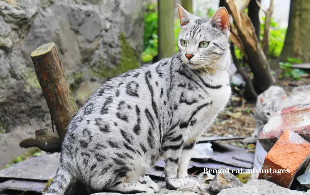 advantages of having a silver Bengal  cat