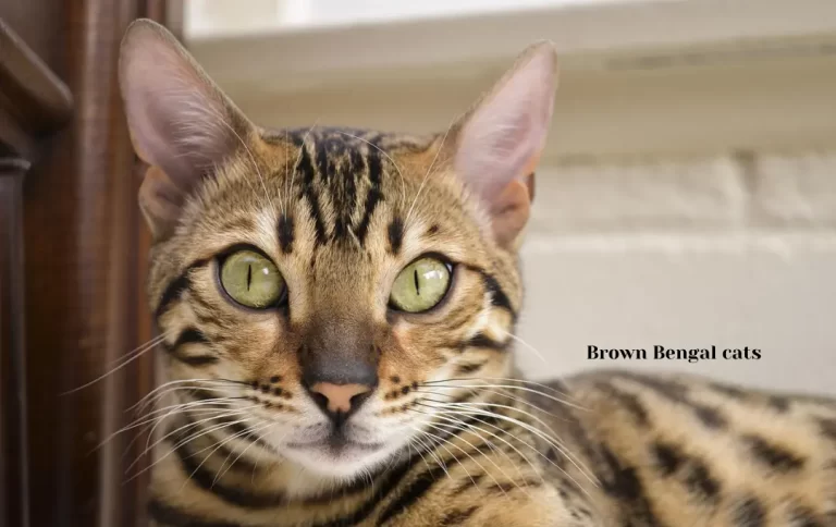 Reasonable Brown Bengal Cat Price | Bengal Cat & Kitten Prices in 2023