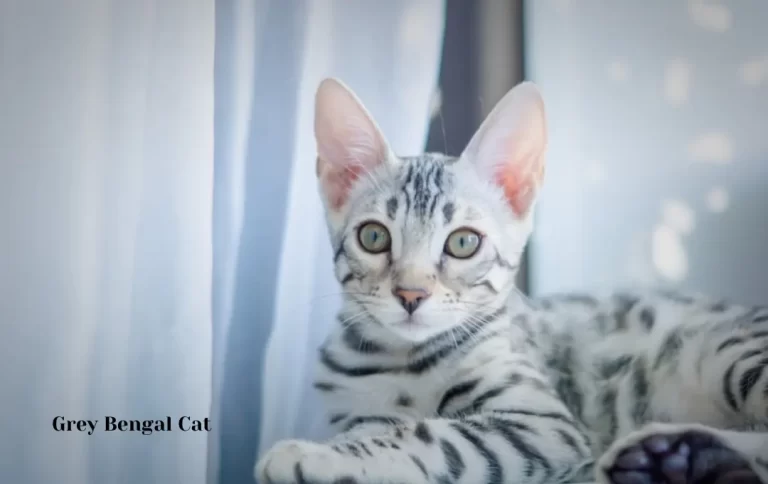 Competitive Grey Bengal Cat Price | How Much Will a Bengal Cat Cost You in 2023?