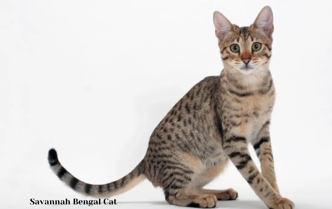 Savannah Bengal Cat Price