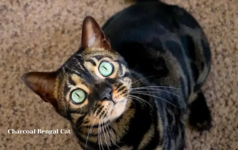 Economical Charcoal Bengal Cat Price | How Much Does a Bengal Cat Cost? 2023 Price Guide
