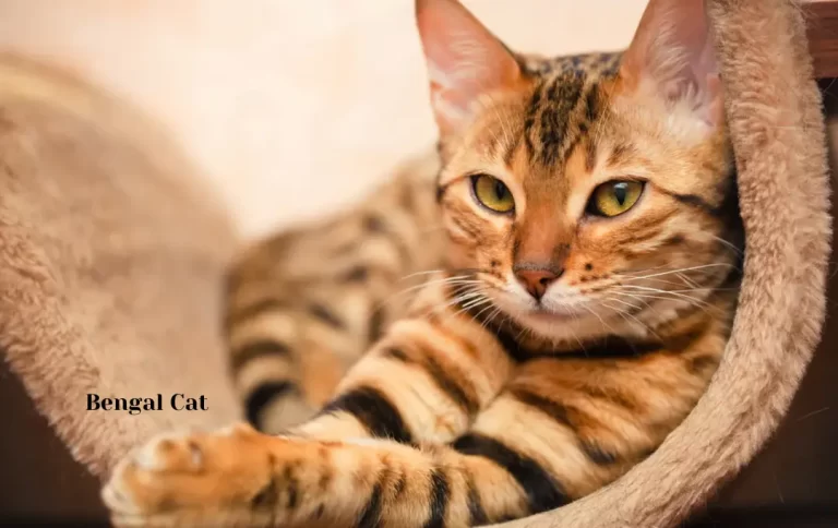 Affordable Bengal Cat Price Canada |  How much do Bengal kittens cost in 2023