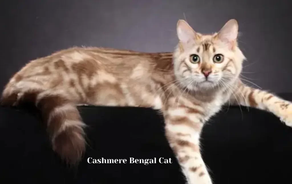 Cashmere Bengal Cats for Sale
