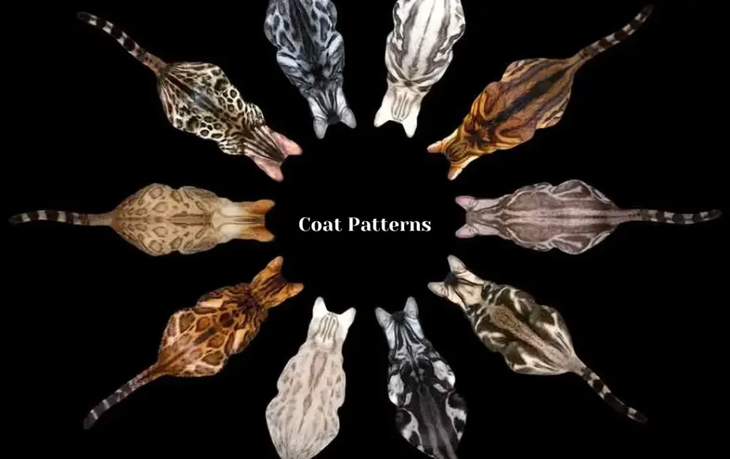 Unique Coat Patterns