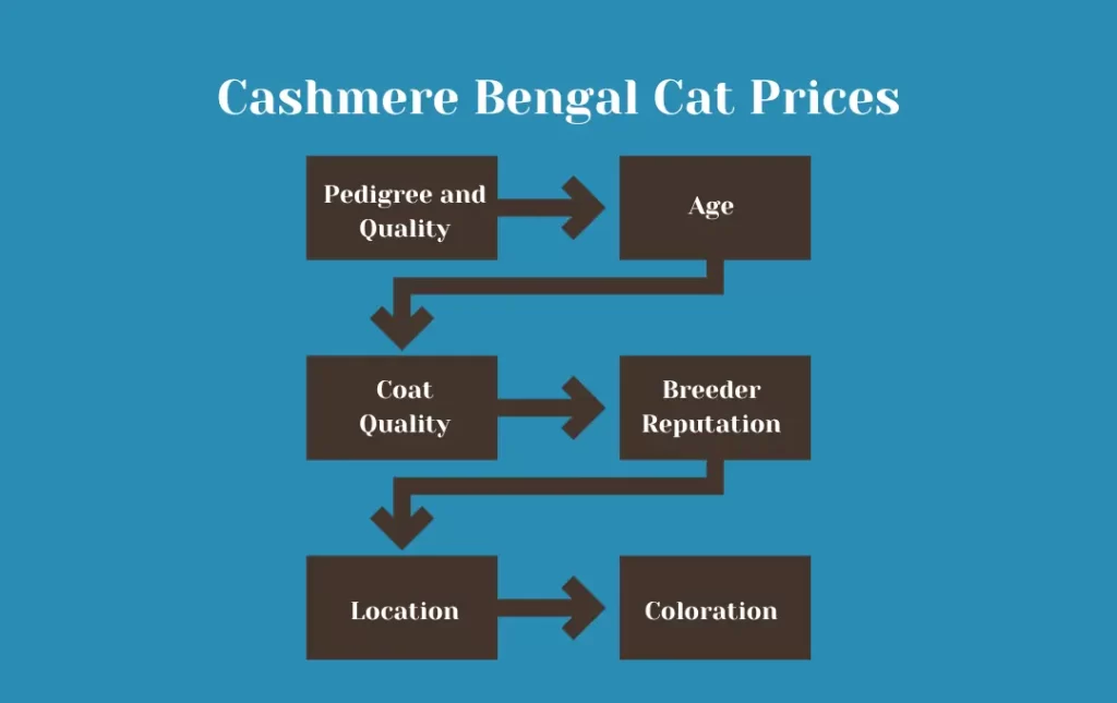 Cashmere Bengal Cat Price Range Infographics