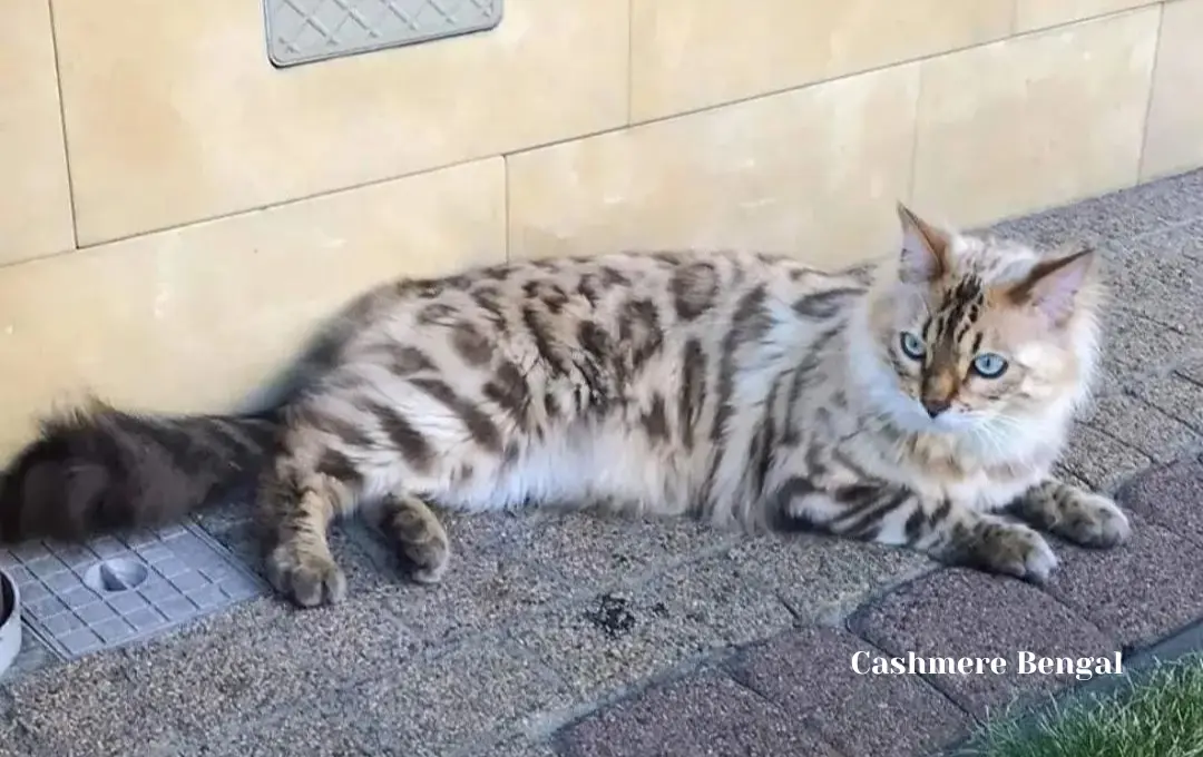 Cashmere Bengal Cat Price