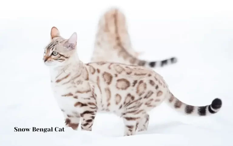 Reasonable Snow Bengal Cat Price | How Much Will a Bengal Cat Cost You in 2023?