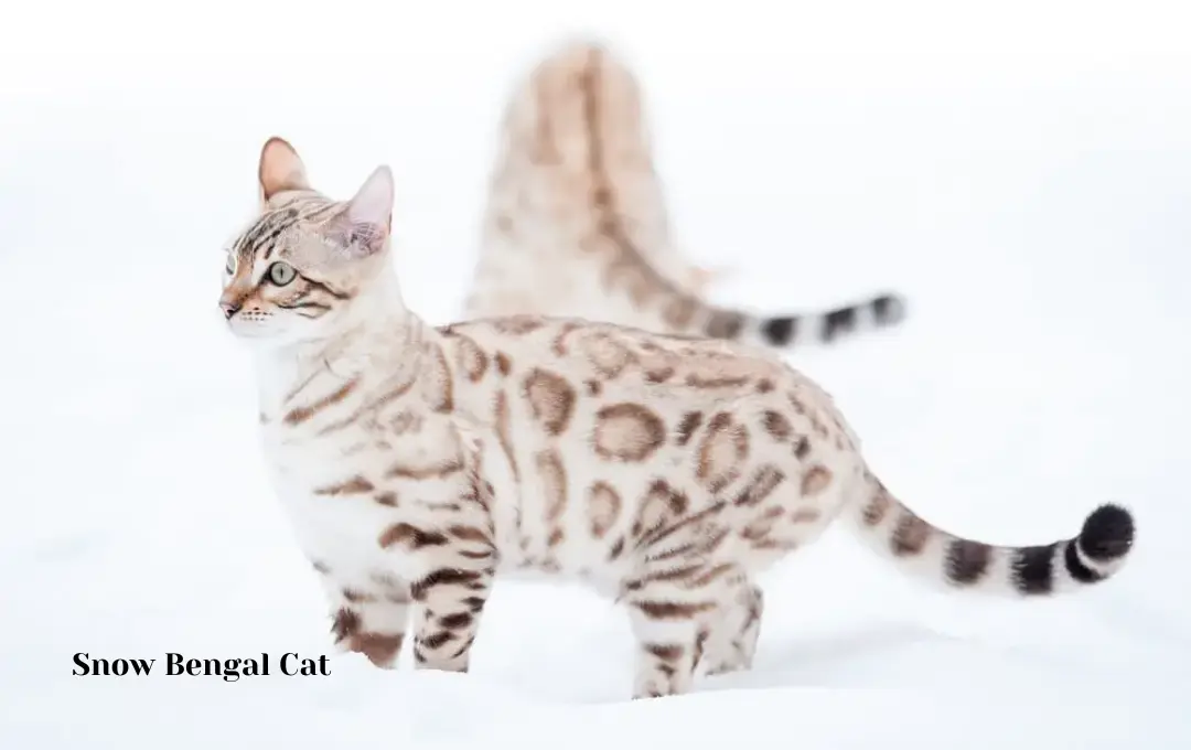 Snow Bengal Cat Price