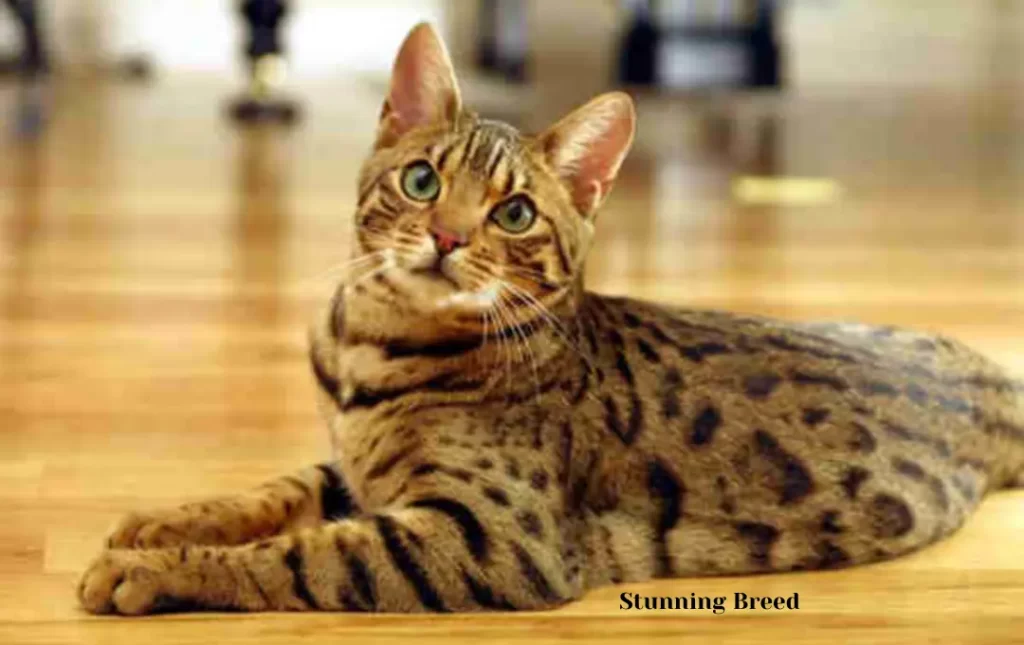 Bengal Cats: A Stunning Breed