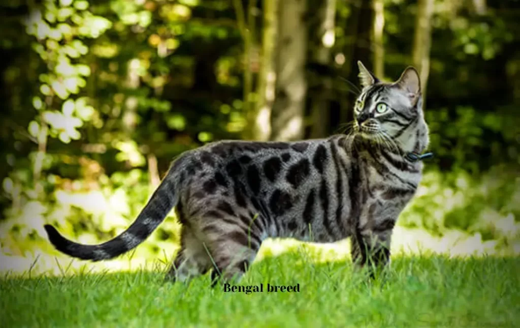 What Is a Charcoal Bengal Cat?