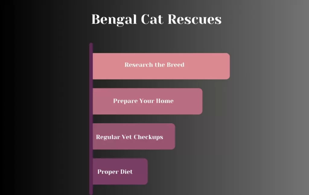 Bengal Cat Rescues