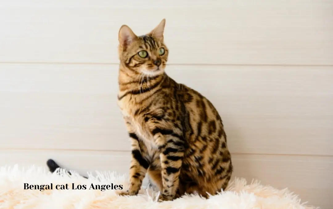 Bengal cat price Los Angeles