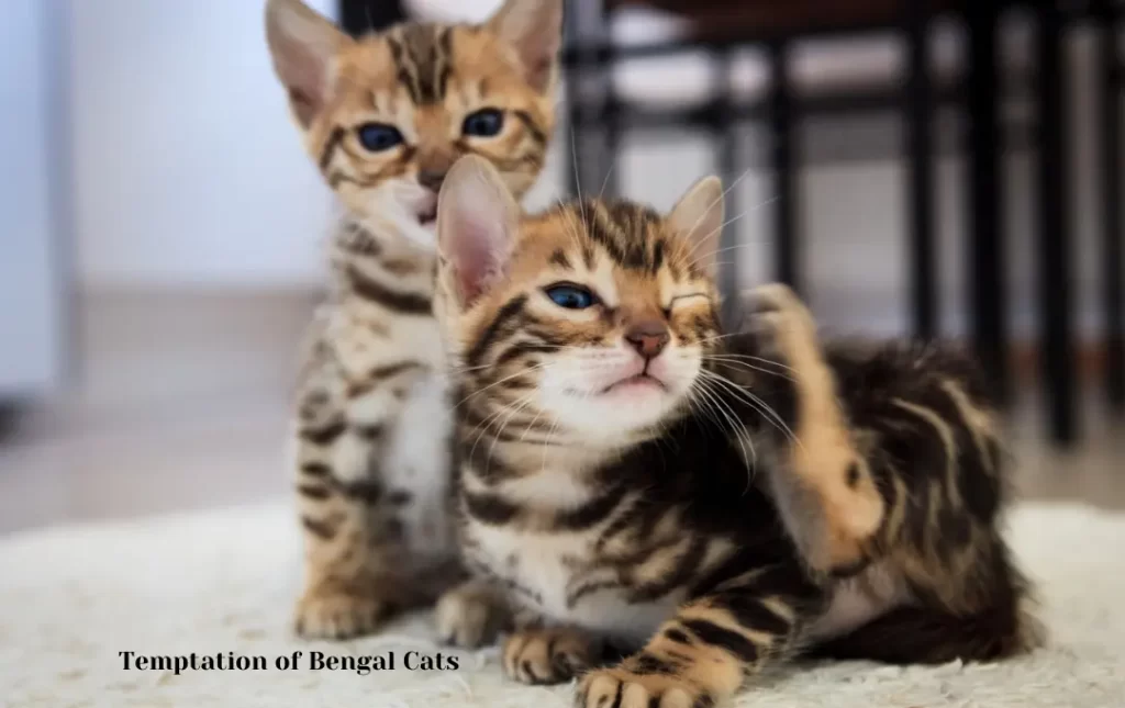 Temptation of Bengal Cats
