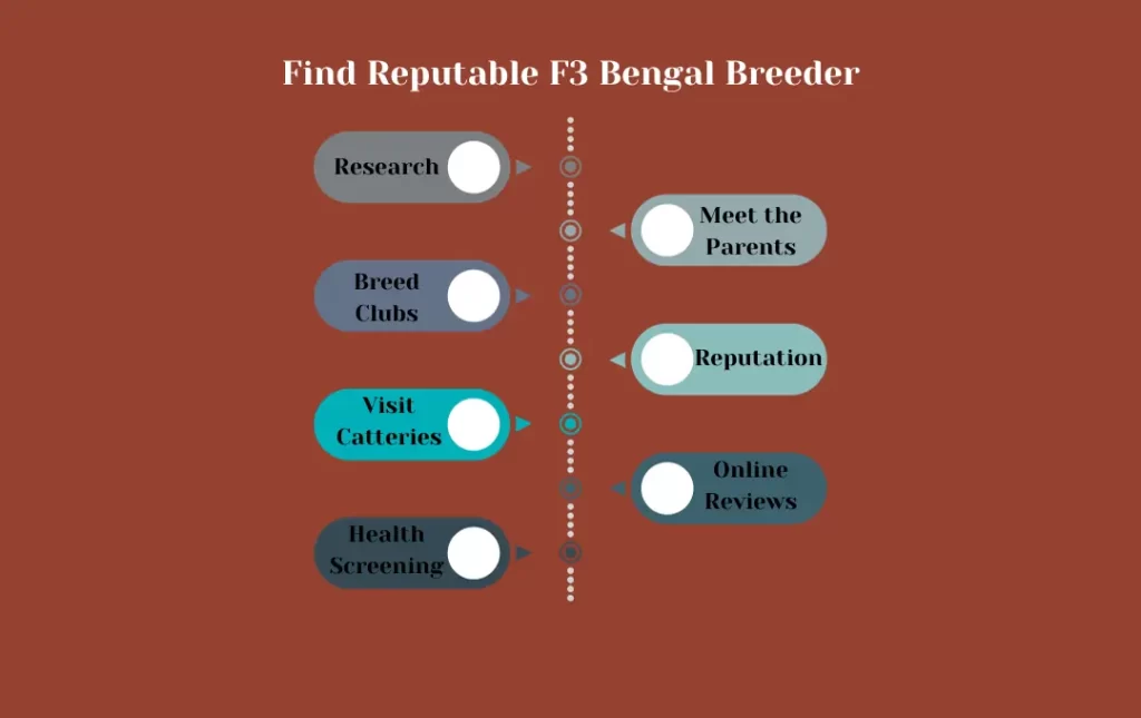 Tips for Finding a Reputable F3 Bengal Cat Breeder