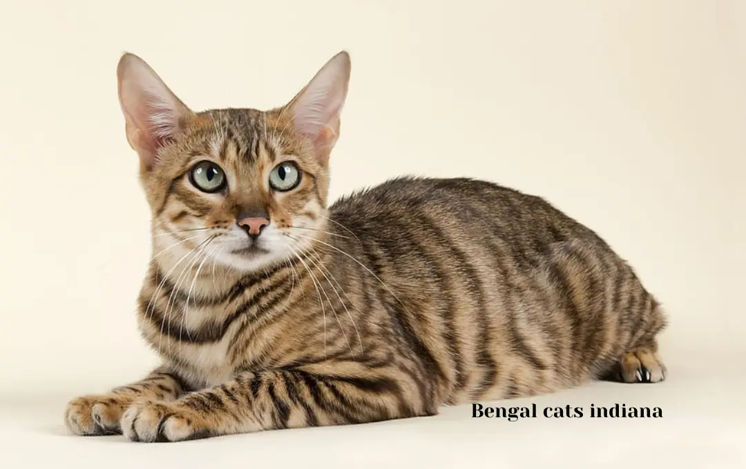 Bengal cat price indiana