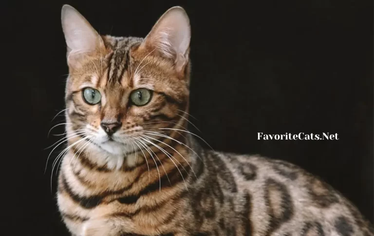 Affordable Bengal Cat price London | Costs of Keeping a Bengal Cat 2023