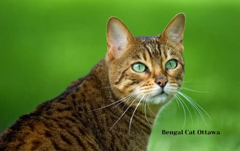 Bengal cat price Ottawa