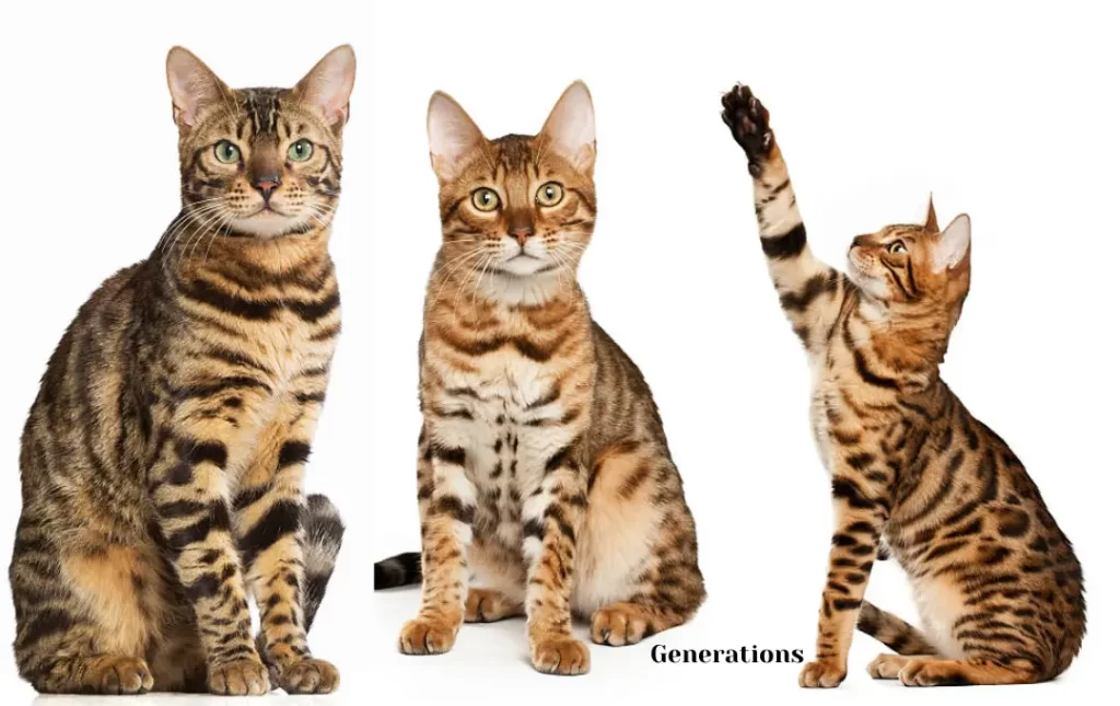 Bengal Cat Generation