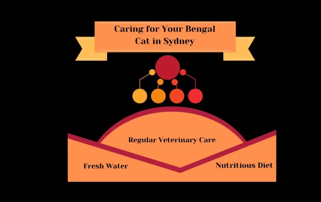 Caring for Your Bengal Cat in Sydney