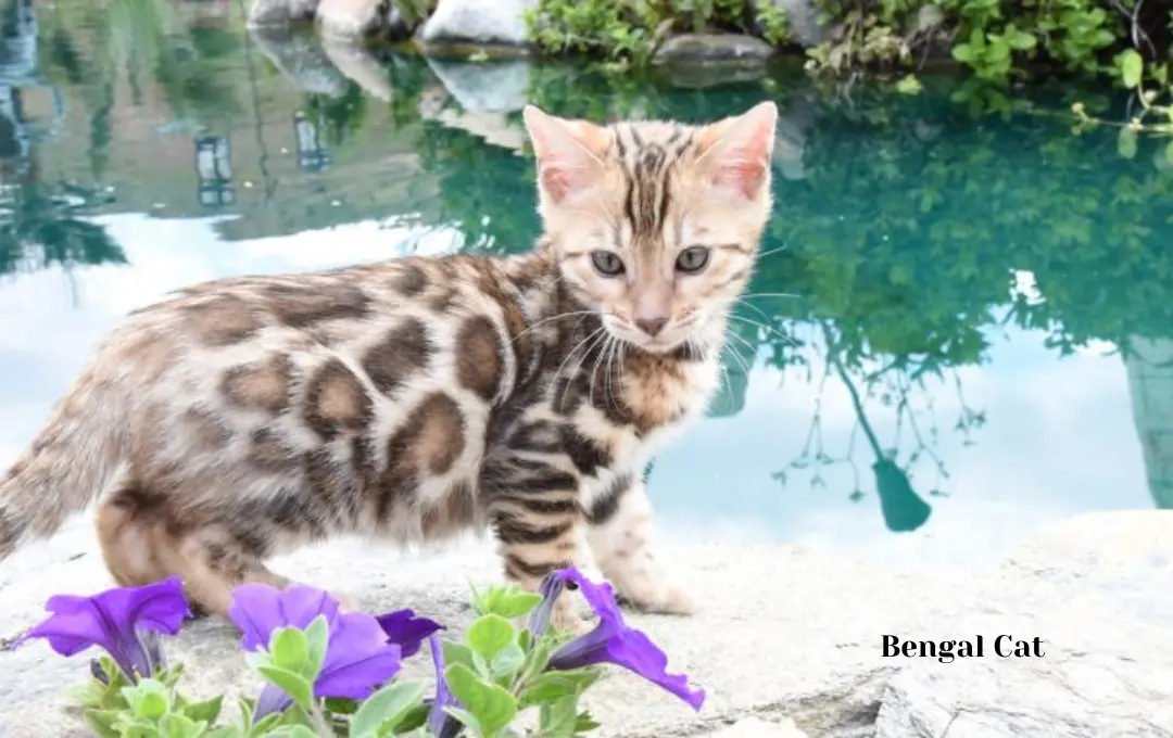 Bengal Cat Price Vancouver