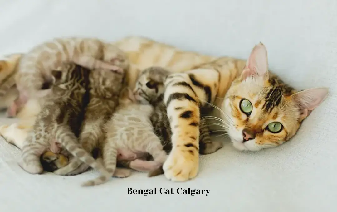 Bengal Cat Price Calgary