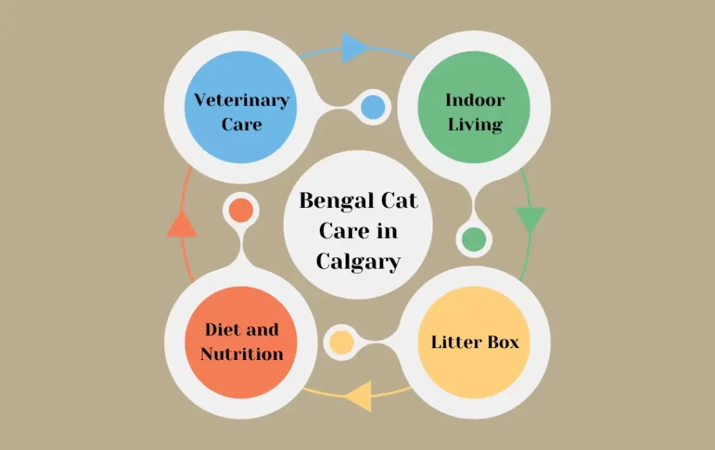 Bengal Cat Care in Calgary