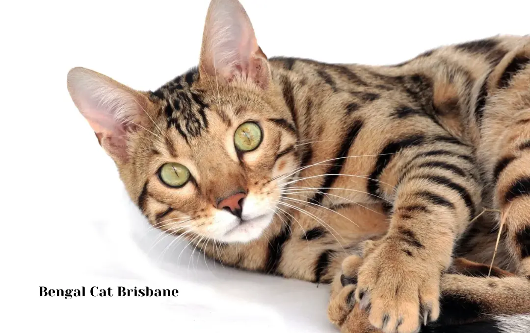 Bengal Cat Price Brisbane