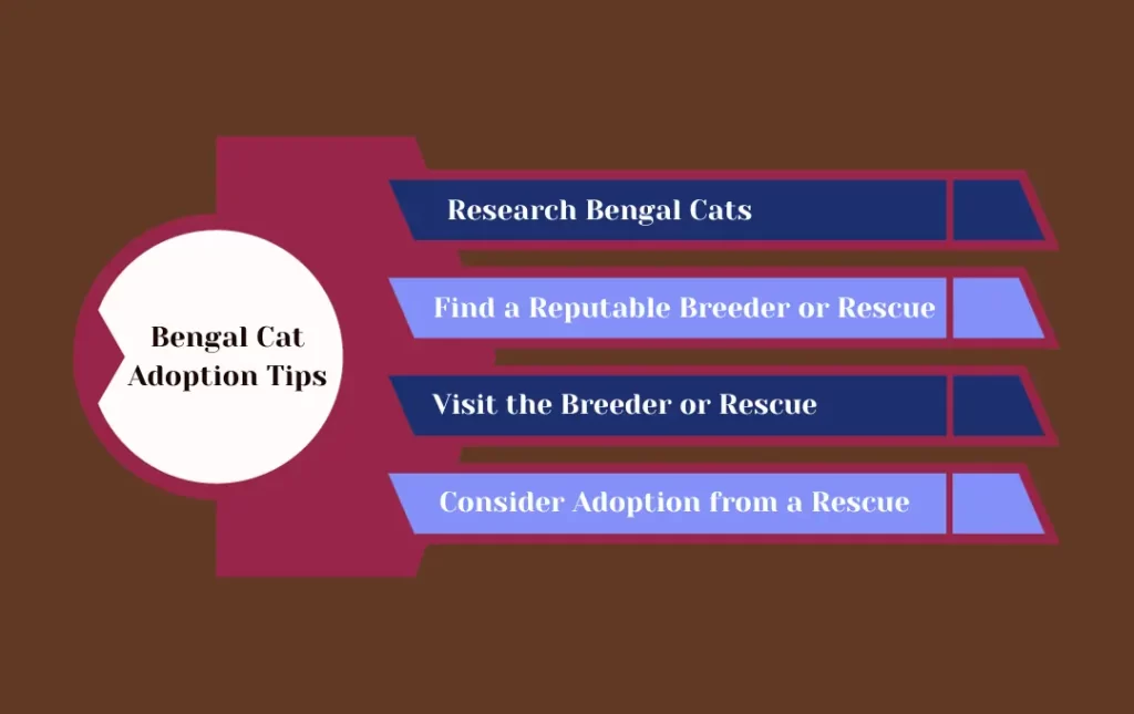 Bengal Cat Adoption Tips