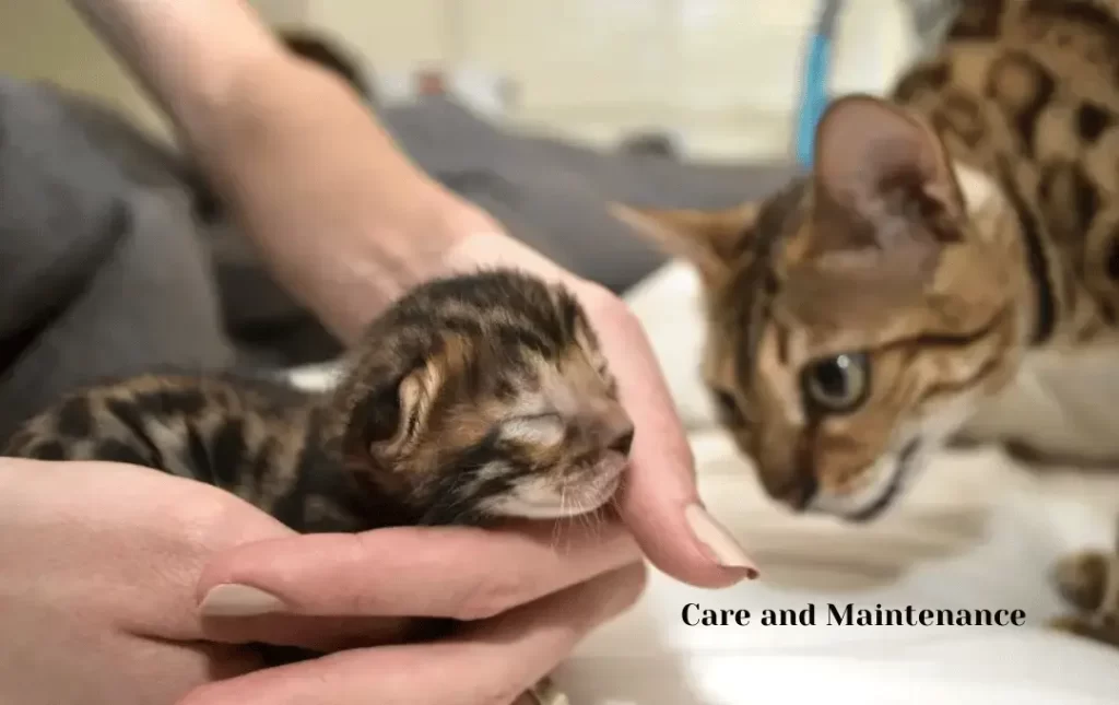 Bengal Cat Care and Maintenance Costs