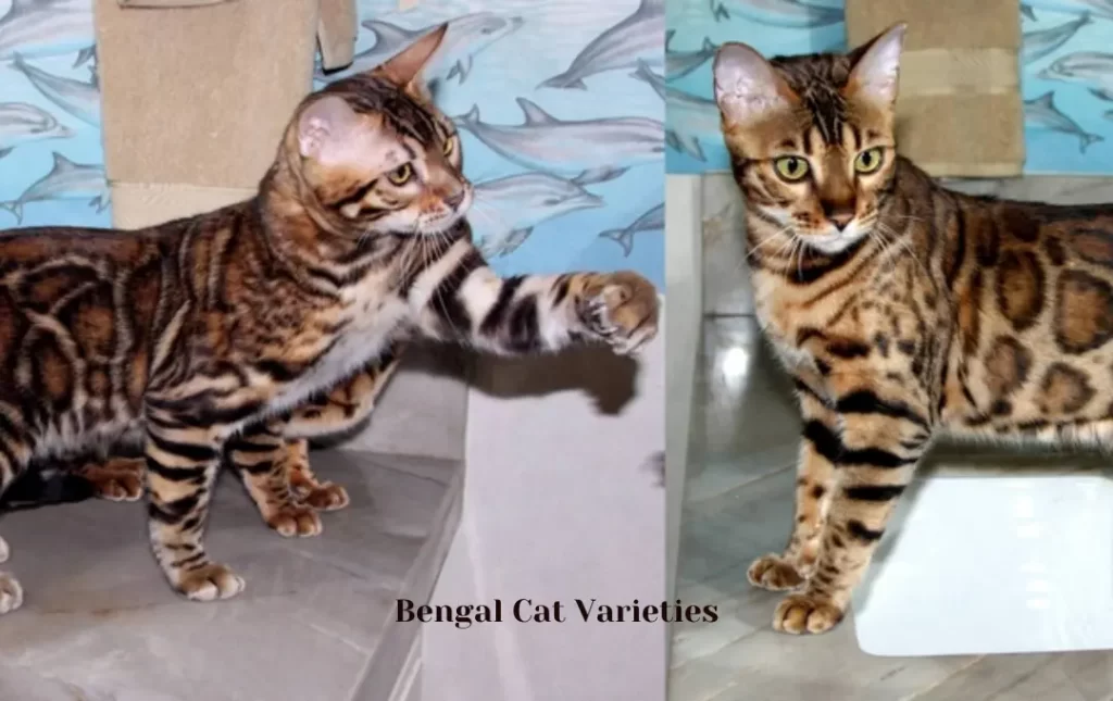 Bengal Cat Varieties