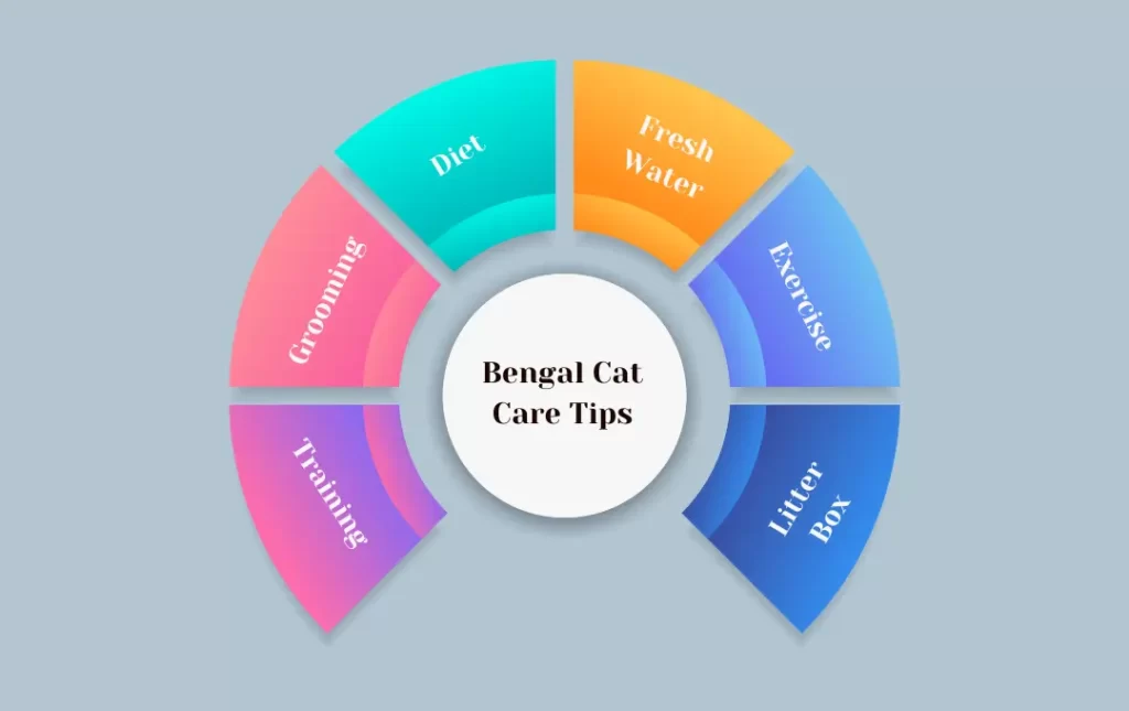 Bengal Cat Quality Care Tips