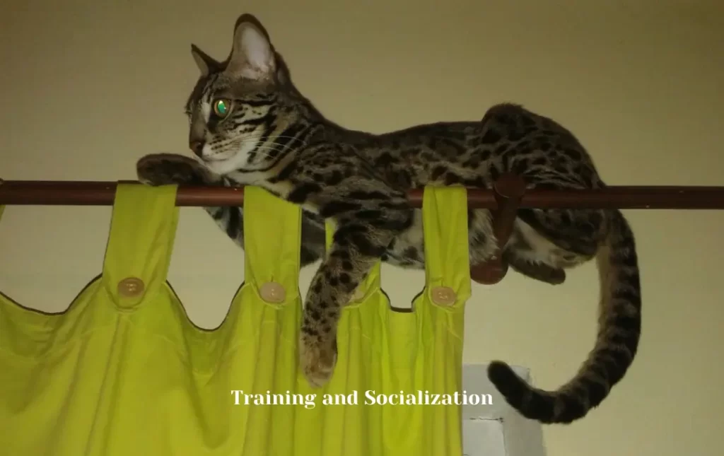 Bengal Cat Training and Socialization