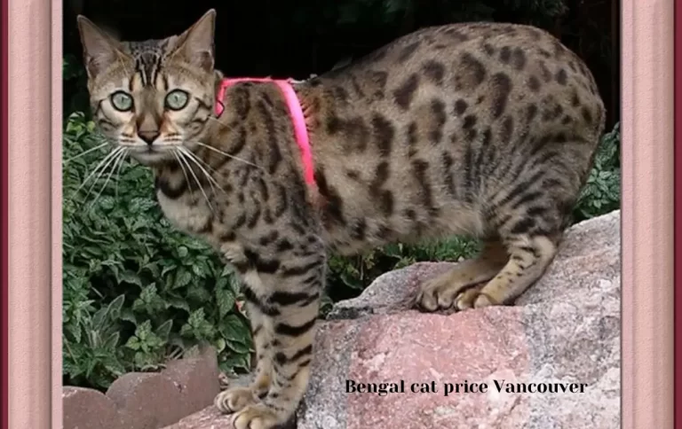 Bengal cat price Vancouver