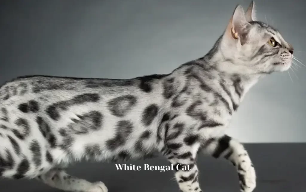Budgeting for a White Bengal Cat