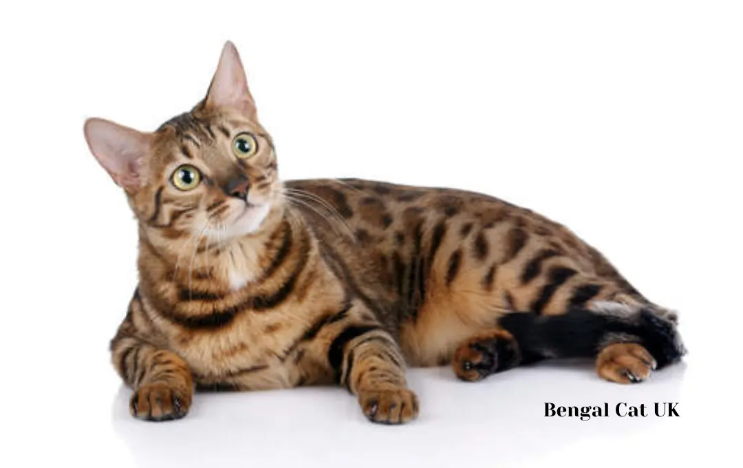 Bengal cat cost UK
